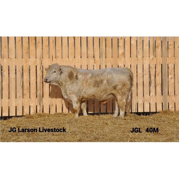 2 Year-Old Charolais Bull - JGL 40M