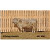 Image 1 : 2 Year-Old Charolais Bull - JGL 40M