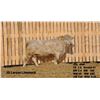 Image 2 : 2 Year-Old Charolais Bull - JGL 40M