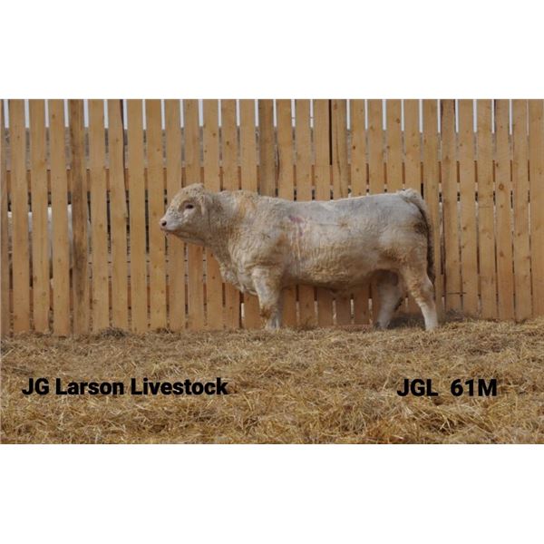 2 Year-Old Charolais Bull - JGL 61M