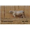 Image 1 : 2 Year-Old Charolais Bull - JGL 61M