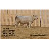 Image 2 : 2 Year-Old Charolais Bull - JGL 61M