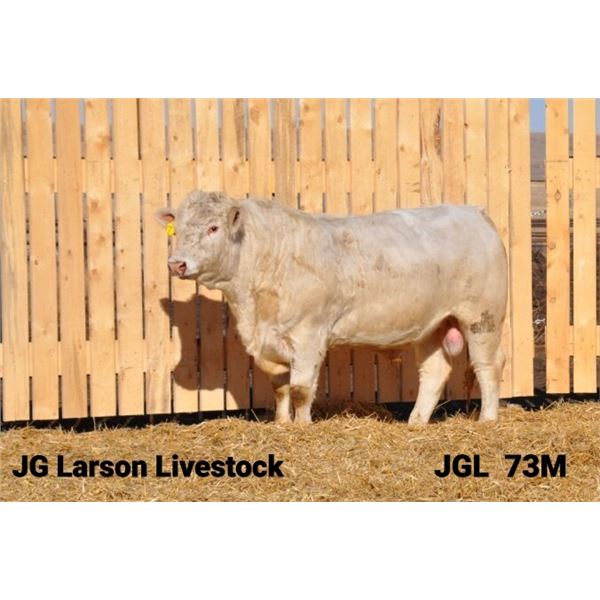 2 Year-Old Charolais Bull - JGL 73M