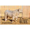 Image 2 : 2 Year-Old Charolais Bull - JGL 73M