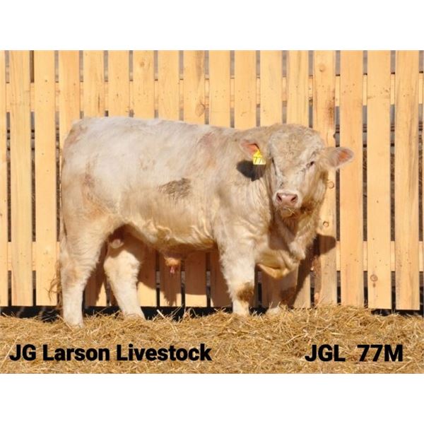 2 Year-Old Charolais Bull - JGL 77M
