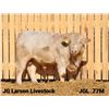 Image 1 : 2 Year-Old Charolais Bull - JGL 77M