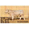 Image 2 : 2 Year-Old Charolais Bull - JGL 77M