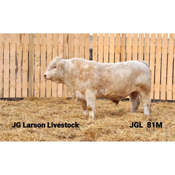 2 Year-Old Charolais Bull - JGL 81M