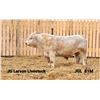 Image 1 : 2 Year-Old Charolais Bull - JGL 81M