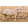 Image 2 : 2 Year-Old Charolais Bull - JGL 81M
