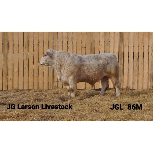 2 Year-Old Charolais Bull - JGL 86M