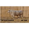 Image 1 : 2 Year-Old Charolais Bull - JGL 86M