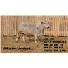 Image 2 : 2 Year-Old Charolais Bull - JGL 86M