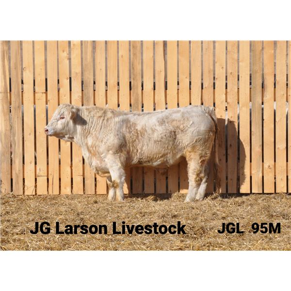2 Year-Old Charolais Bull - JGL 95M