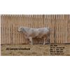 Image 2 : 2 Year-Old Charolais Bull - JGL 95M