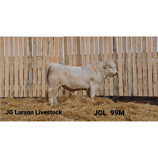 2 Year-Old Charolais Bull - JGL 99M