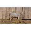 Image 1 : 2 Year-Old Charolais Bull - JGL 99M
