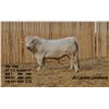 Image 2 : 2 Year-Old Charolais Bull - JGL 99M