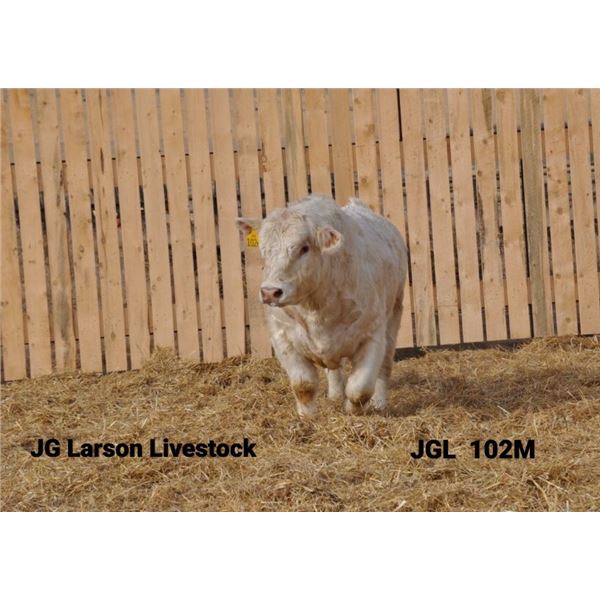 2 Year-Old Charolais Bull - JGL 102M