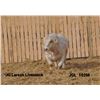 Image 1 : 2 Year-Old Charolais Bull - JGL 102M