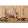 Image 2 : 2 Year-Old Charolais Bull - JGL 102M