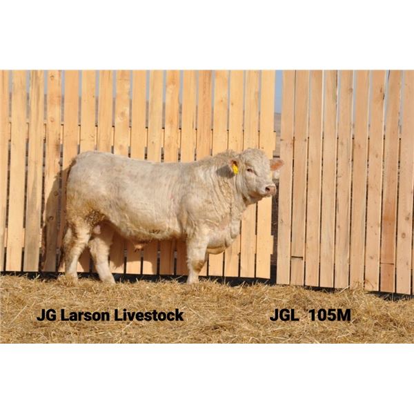 2 Year-Old Charolais Bull - JGL 105M