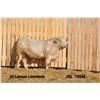 Image 1 : 2 Year-Old Charolais Bull - JGL 105M