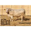 Image 2 : 2 Year-Old Charolais Bull - JGL 105M