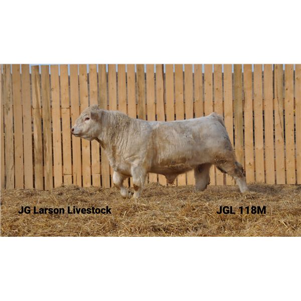 2 Year-Old Charolais Bull - JGL 118M