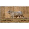 Image 1 : 2 Year-Old Charolais Bull - JGL 118M