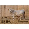 Image 2 : 2 Year-Old Charolais Bull - JGL 118M