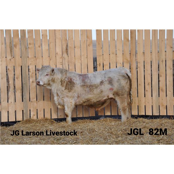 2 Year-Old Charolais Bull - JGL 82M