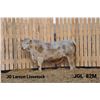 Image 1 : 2 Year-Old Charolais Bull - JGL 82M