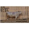 Image 2 : 2 Year-Old Charolais Bull - JGL 82M