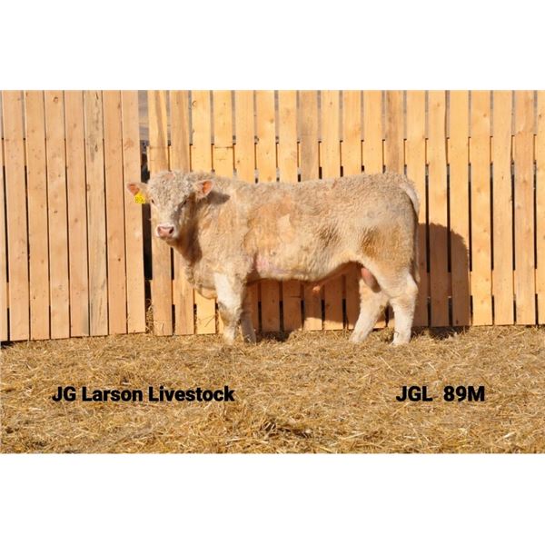 2 Year-Old Charolais Bull - JGL 89M
