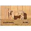 Image 1 : 2 Year-Old Charolais Bull - JGL 89M