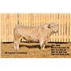Image 2 : 2 Year-Old Charolais Bull - JGL 89M