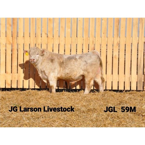 2 Year-Old Charolais Bull - JGL 59M