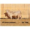 Image 1 : 2 Year-Old Charolais Bull - JGL 59M
