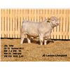 Image 2 : 2 Year-Old Charolais Bull - JGL 59M
