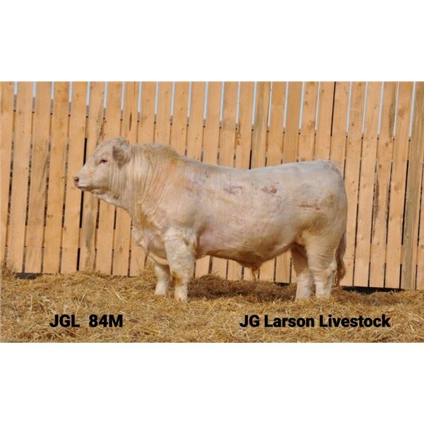 2 Year-Old Charolais Bull - JGL 84M