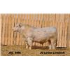 Image 1 : 2 Year-Old Charolais Bull - JGL 84M