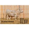 Image 2 : 2 Year-Old Charolais Bull - JGL 84M