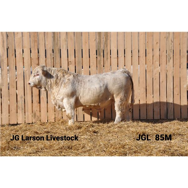 2 Year-Old Charolais Bull - JGL 85M