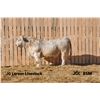Image 1 : 2 Year-Old Charolais Bull - JGL 85M