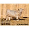 Image 2 : 2 Year-Old Charolais Bull - JGL 85M