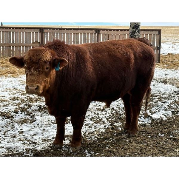 2 Year-Old Simmental Bull - BRS 1M