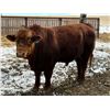 Image 1 : 2 Year-Old Simmental Bull - BRS 1M