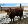 Image 2 : 2 Year-Old Simmental Bull - BRS 1M