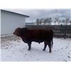 Image 3 : 2 Year-Old Simmental Bull - BRS 1M